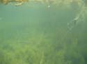Baynes Lake 2005 -> Underwater -> Picture 38