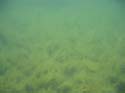 Baynes Lake 2005 -> Underwater -> Picture 39