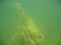 Baynes Lake 2005 -> Underwater -> Picture 40