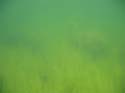 Baynes Lake 2005 -> Underwater -> Picture 41