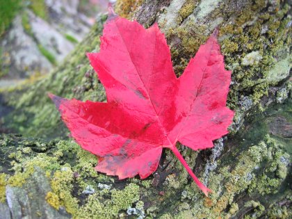 Canada's national symbol - the Maple Leaf