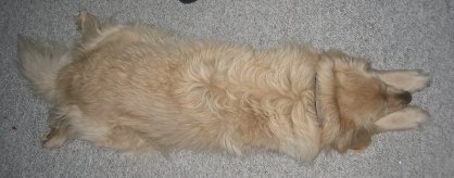 Top view of my puppy stretched all the way out