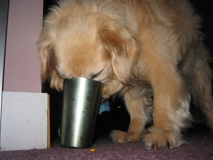 Puppy drinking from a human cup