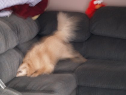 Couch Digger