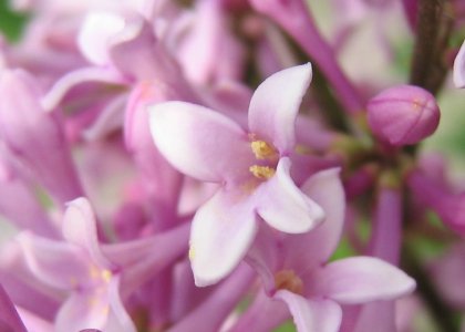 Nice smelling purple flowers