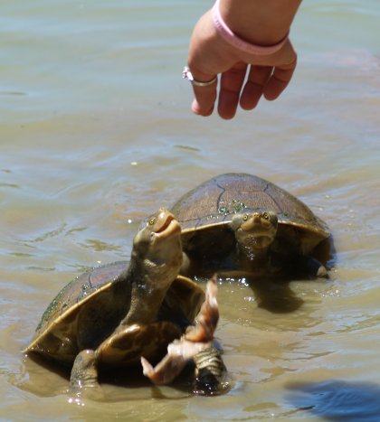Bo feeding turtles