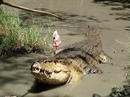 Feeding a Crocodile