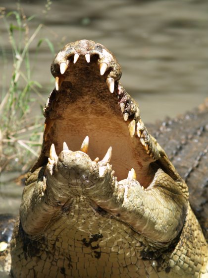 Crocodile Smiling