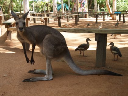 A very cute Kangaroo