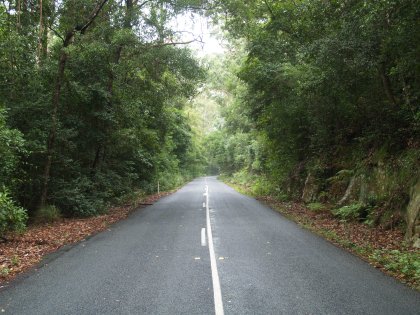 Overgrown Road