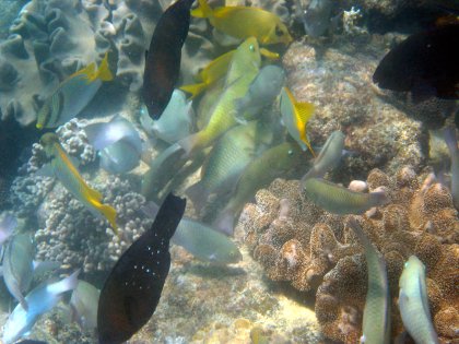 Some fishies swimming in the ocean at the Great Barrier Reef